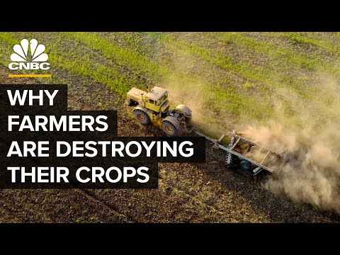 Why Farmers Are Destroying Millions Of Pounds Of Food