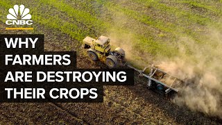 Why Farmers Are Destroying Millions Of Pounds Of Food
