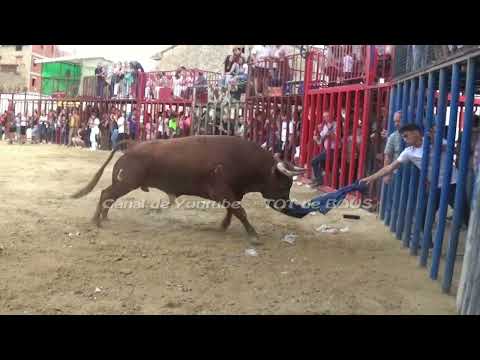 MOSQUERUELA (Te) - 6 y 7 Septiembre 2025 - Toros y vaquillas - José Lúis Cuartero & Hnos. Colomer