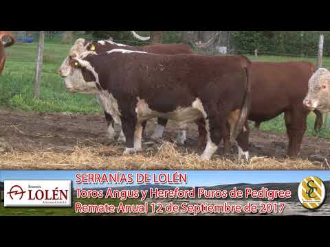 06-09-17 Toros Angus y Hereford P.P. Dia de Campo Cabaña Lolén de Delfinagro - C. Suarez