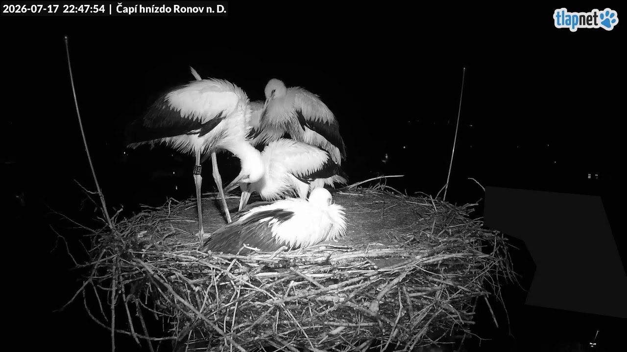 Live webcam view of Ronov Stork Nest Cam