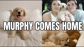 VLOG: bringing our golden retriever home + our first weekend with a puppy!