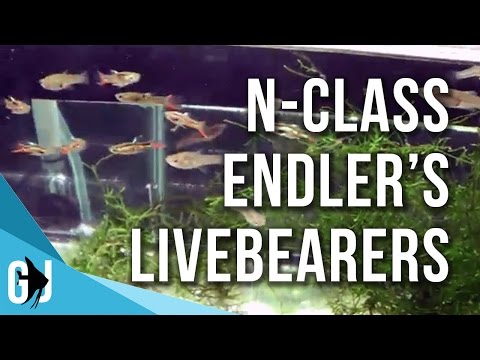 download lagu mp3 mp4 N Class Endlers, download lagu N Class Endlers gratis, unduh video klip N Class Endlers