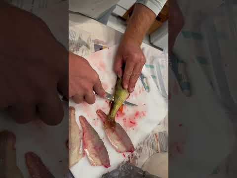 How To Clean A Perch ✅#perch #fishing #cleaningfish #shortsfeed #shortsfeed #howto #lakemichigan