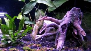 SeaClear Acrylic 40 gallon Aquarium - fishless nitrogen cycling