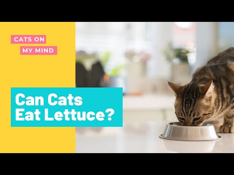 Can Cats Eat Lettuce? Is IT Safe For My Cat?