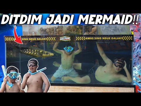 DITDIM SWIMMING IN MEGATANK!!