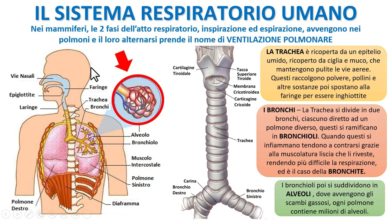 IL SISTEMA RESPIRATORIO UMANO
