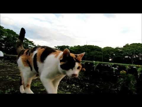 今朝のはなざわ19歳　郭公、鶯、はなざわ　朝のさえずり　2018.06.23