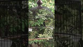 Download lagu Konin 'Si mini cooper' mp3