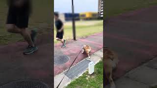 おはようございます☀🐶🐴#犬のいる暮らし #散歩 #ブルドッグ 