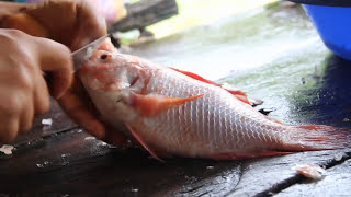 preview picture of video 'Preparacion del Maito, Receta Tradicional. Sarayacu, Lago Agrio, Ecuador'