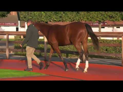 2025 October Yearling Sale - Lot 143 - f. N(SAXON WARRIOR x PIVOTTINA)