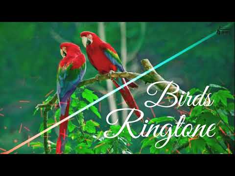 Birds Ringtone || Sweet Voice || New Ringtones 2020 || Ringtones 2.O ||