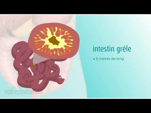 Comment fonctionne la digestion