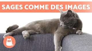 RACES DE CHATS LES PLUS CALMES 🐱 TOP 10