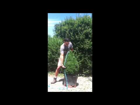 So machen Sie einen spiralförmigen Buchsbaum-Formschnitt