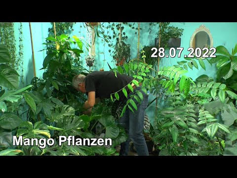 , title : 'Mango Pflanzen Teil 2 Ficus Benjamina mit H2O2 behandeln, Kakao Update und Mehr'