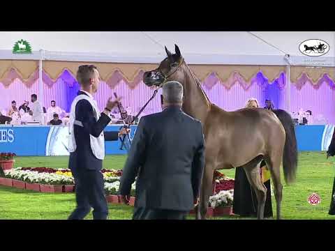 N 90 D HADEYYAH   2021 KING ABDULAZIZ ARABIAN HORSE CENTER SHOW   Fillies 3 Years Old Class 3