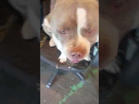 1 yr 2day George K said get them GONE! free 2 good home#americanbully#ytshorts#dog#puppy#foryou#dogs