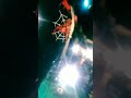 Red Spider Anak Liar Live Music At Kupang Segunting Surabaya Indonesian Miko Rocknroll