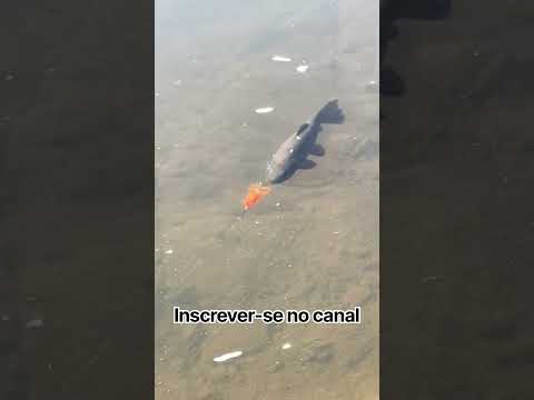 #pescaria #pescacombambu #youtubeshorts #pesca #fishing #pescaesportiva #peixesamazonicos #peixe