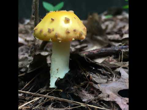 The Fascinating World of Fungi: An Introduction