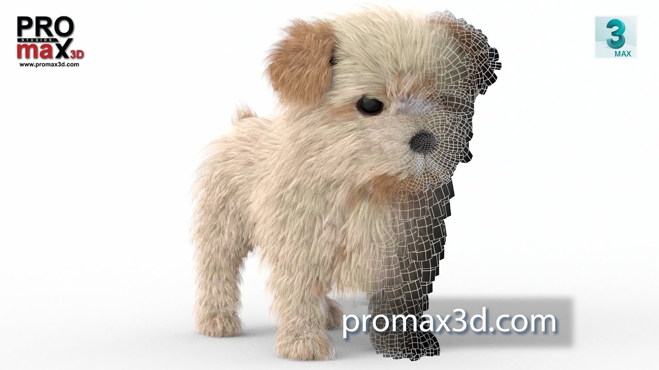 Maltipoo Dog Puppy Polygonal Fur 3D Model