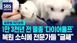 "1만 3천년 전 멸종 동물 복원"…전문가들은 "글쎄" / SBS / #D리포트