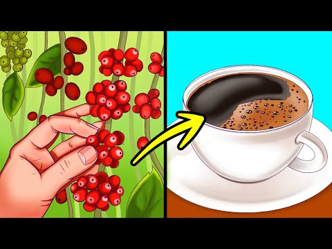 From Beans to Your Cup: The Fascinating History of Coffee