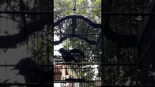 Download lagu Poksay mantel gacor suara mengglegar cocok untuk masteran mp3 Download lagu Poksay mantel gacor suara mengglegar cocok untuk masteran mp3