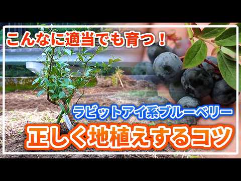  2023 年のジャガイモの植え付け時期は?それらをどのように選択すればよいでしょうか?正しく行うための簡単なヒント!  庭園