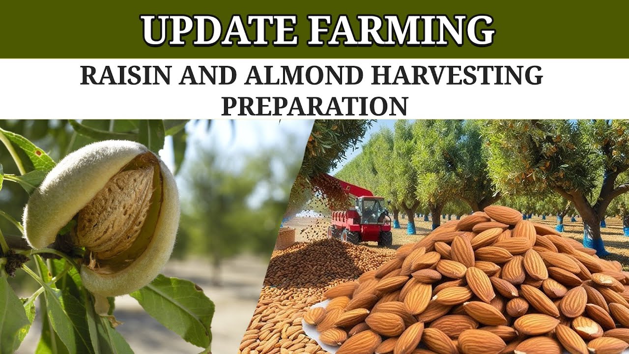 Update Farming 29 July 2025 | Sarabjit Singh Sran | Raisin and Almond Harvesting Preparation