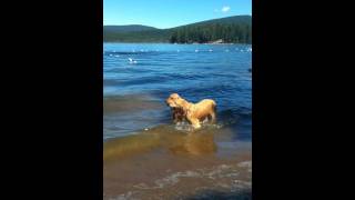 preview picture of video 'Satchel and Sophie share a stick in Lake of the Woods'