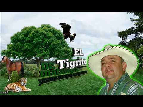 TIGRITO DE MATANEGRA EL LAVA PERRO SUYO