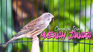 Download lagu KENARI CENGKOK ISIAN MUEWAH - MASTERAN KENARI ISIAN BLACKTHROAT GACOR PANJANG SANGAT MUDAH DITIRU mp3 Download lagu KENARI CENGKOK ISIAN MUEWAH - MASTERAN KENARI ISIAN BLACKTHROAT GACOR PANJANG SANGAT MUDAH DITIRU mp3