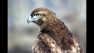 Interesting Red Tailed Hawk facts