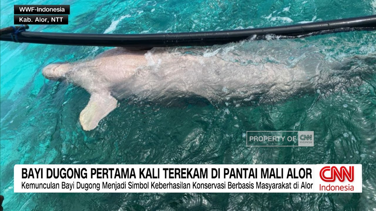 Bayi Dugong Pertama Kali Terekam di Pantai Mali Alor
