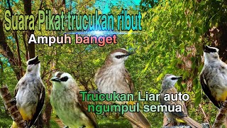 Download lagu Suara pikat trucuk ribut bnget ampuh sekali gak pake lama | cepat di respon mp3