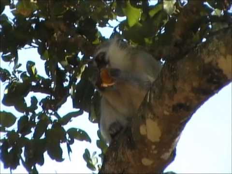 Stealing monkey in Tshokwane KNP.wmv