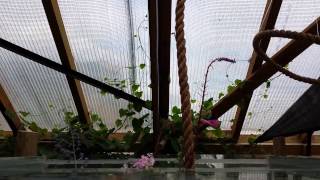 butterfly world in st albans hertfordshire uk