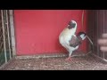 https://youtube.com/@birdslovervlog?si=oGFkYqOAAdxBfIP4