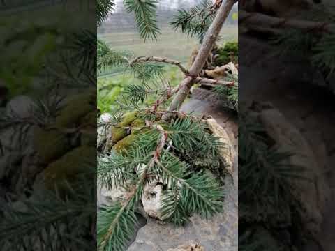 Planinska Smrca na kamenoj ploci i Divlja Kruska na kamenoj ploci