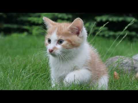 Kotek puszek (Piosenka dla dzieci)