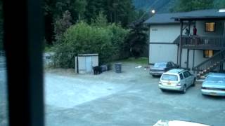 preview picture of video 'Black Bear Chased Away, Lookout For That Car!'