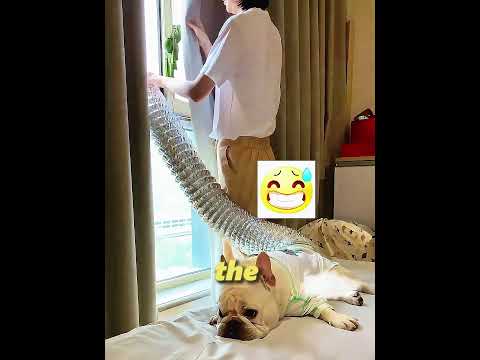 This Bulldog Farts Every Seven Minutes