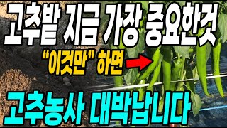 지금 고추밭에 추비 곁순제거 보다 중요한것! 이것만 잘하면 고추농사는 대박납니다!