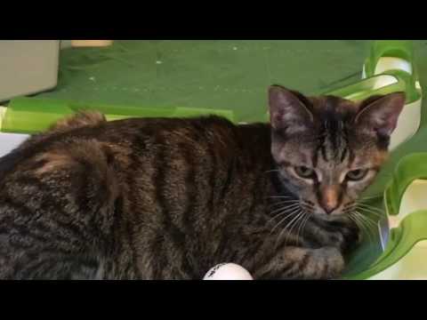 Ava, an adopted Tabby Mix in Stevensville, MI_image-1