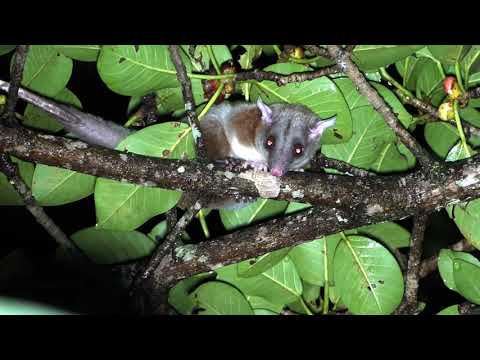 The Central American Woolly Opossum
