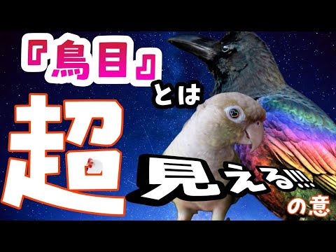 珍しい鳥 - 定義